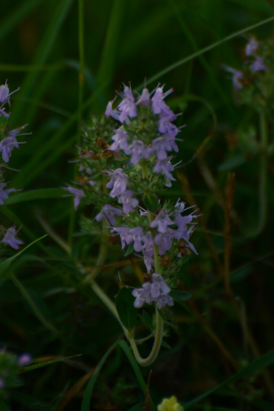 Anacamptis coriophora e Thymus sp.